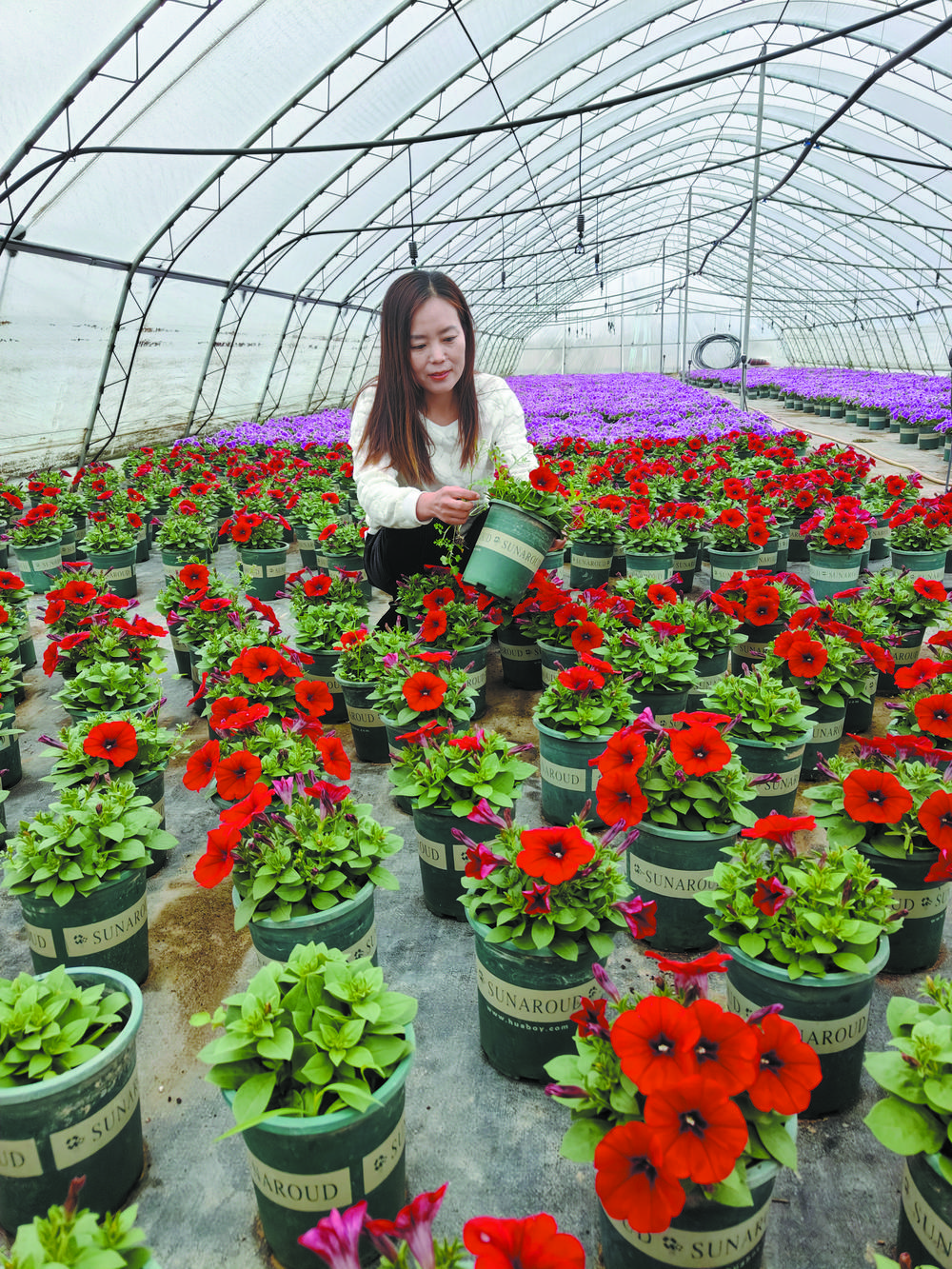 栾城区大营村的焦丛丛创办花卉基地 为上了年纪的村民提供就业机会